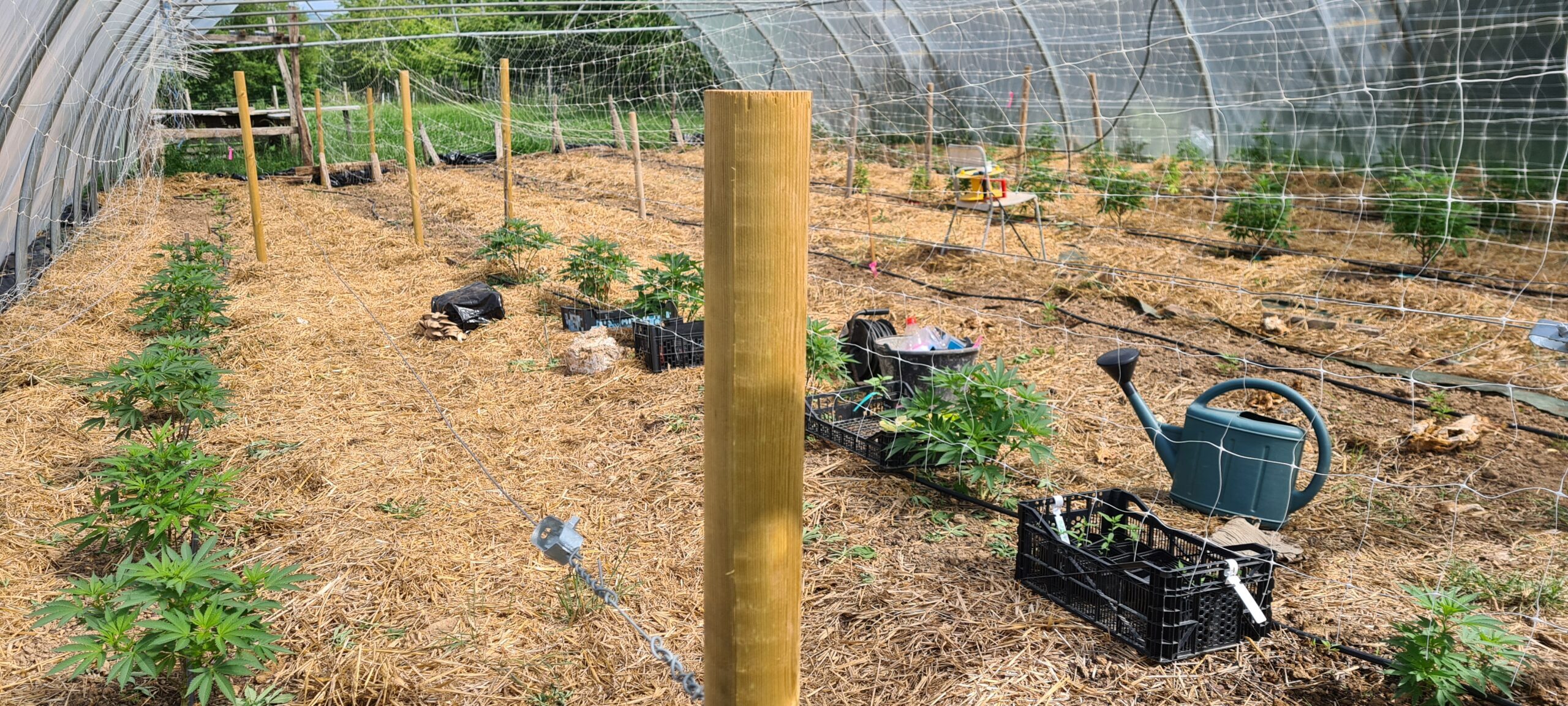 Plantation 2 – Green House – La Ferme du Rial