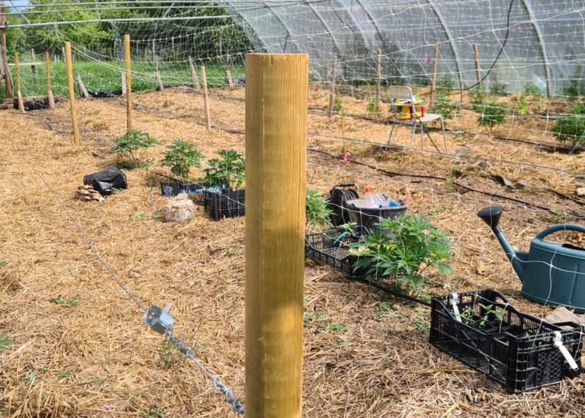 Plantation 2 – Green House – La Ferme du Rial